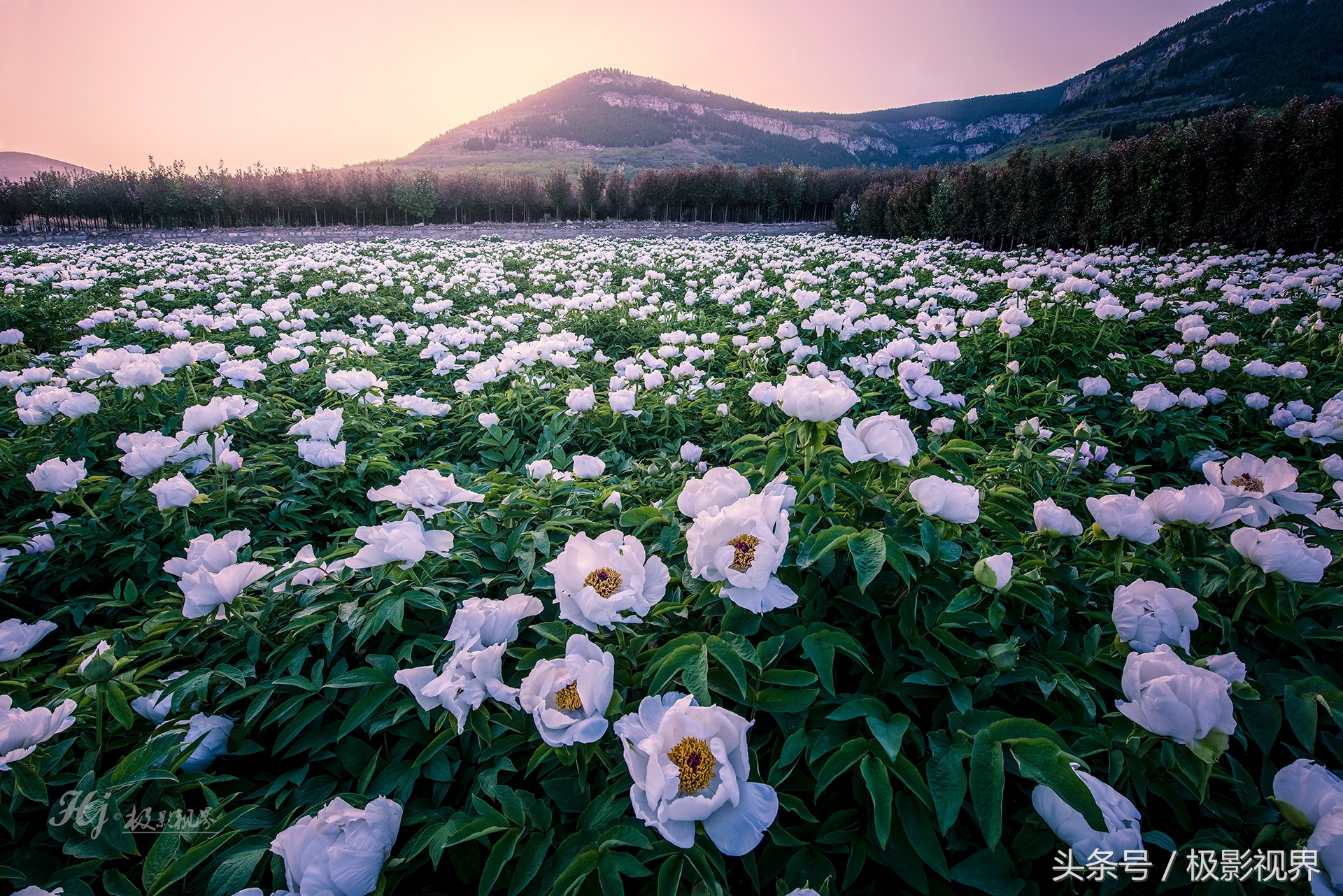 娴庡崡鏄ユ殩鑺卞紑楦熻鑺遍,娴庡崡鏄ユ剰鐩庣劧