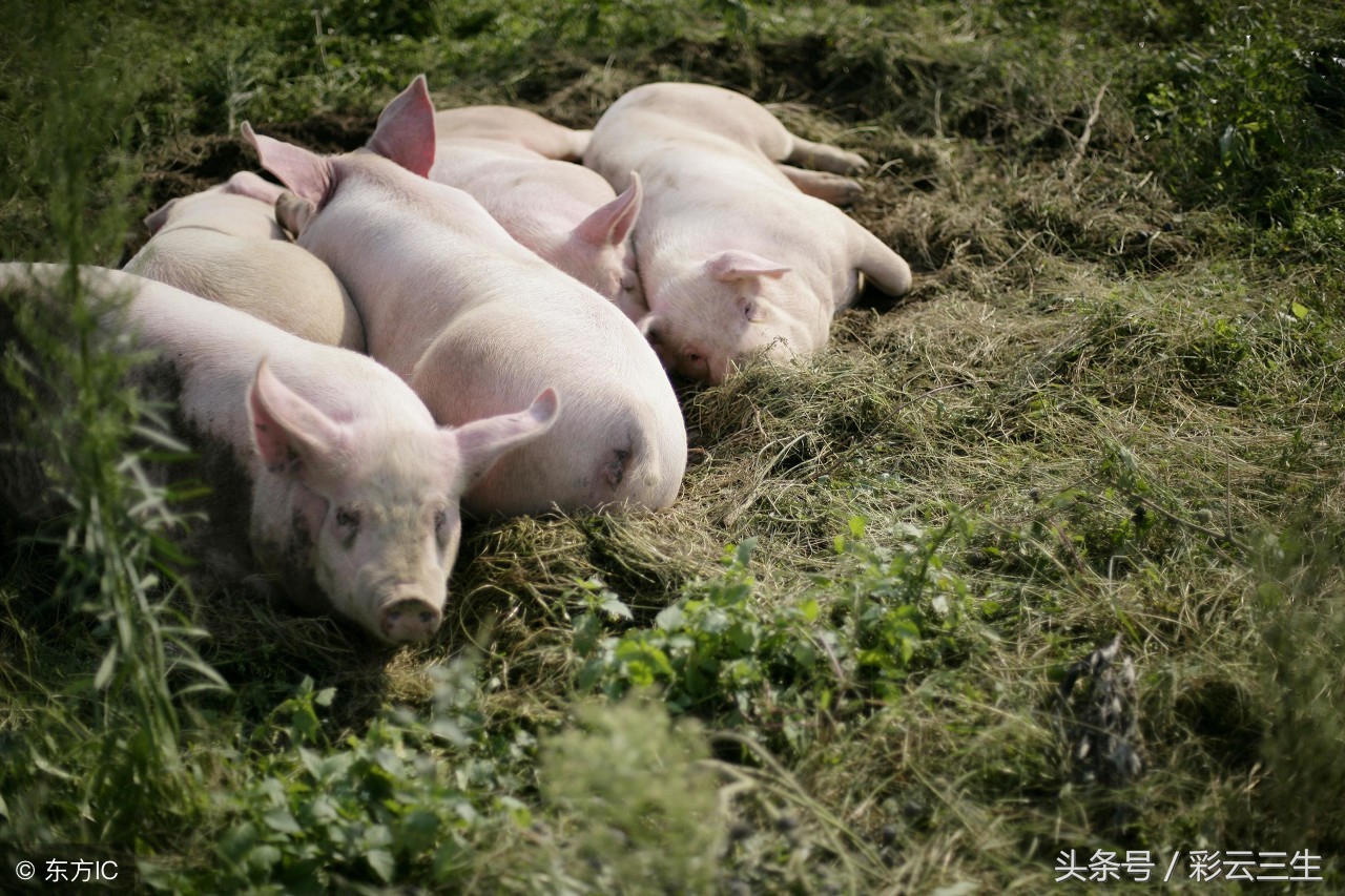 猪老是打架用啥办法解决,猪互相掐架怎么办