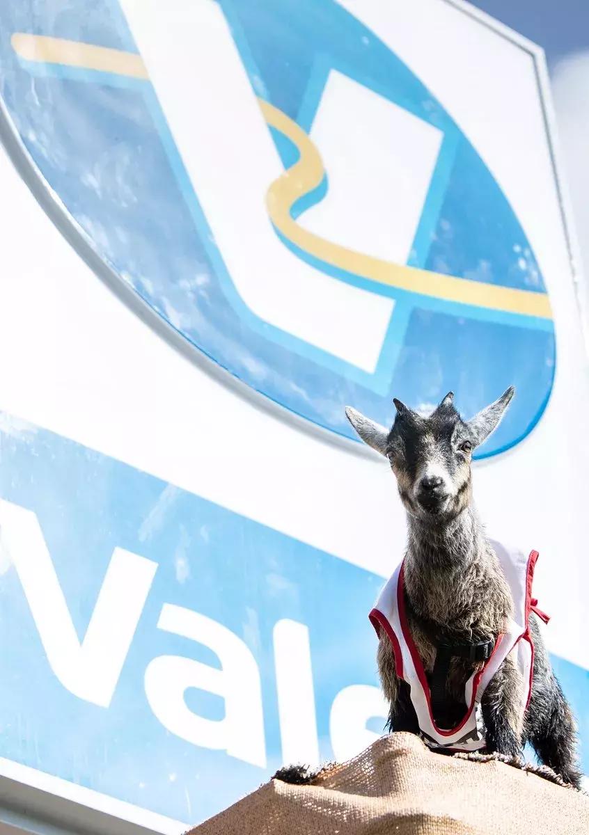 讲真，德州公开赛的看点不仅有这只羊！