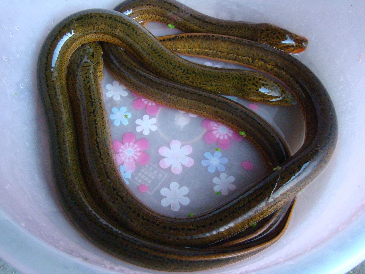 男人肾亏吃什么食物最补,男人肾亏的食疗方法