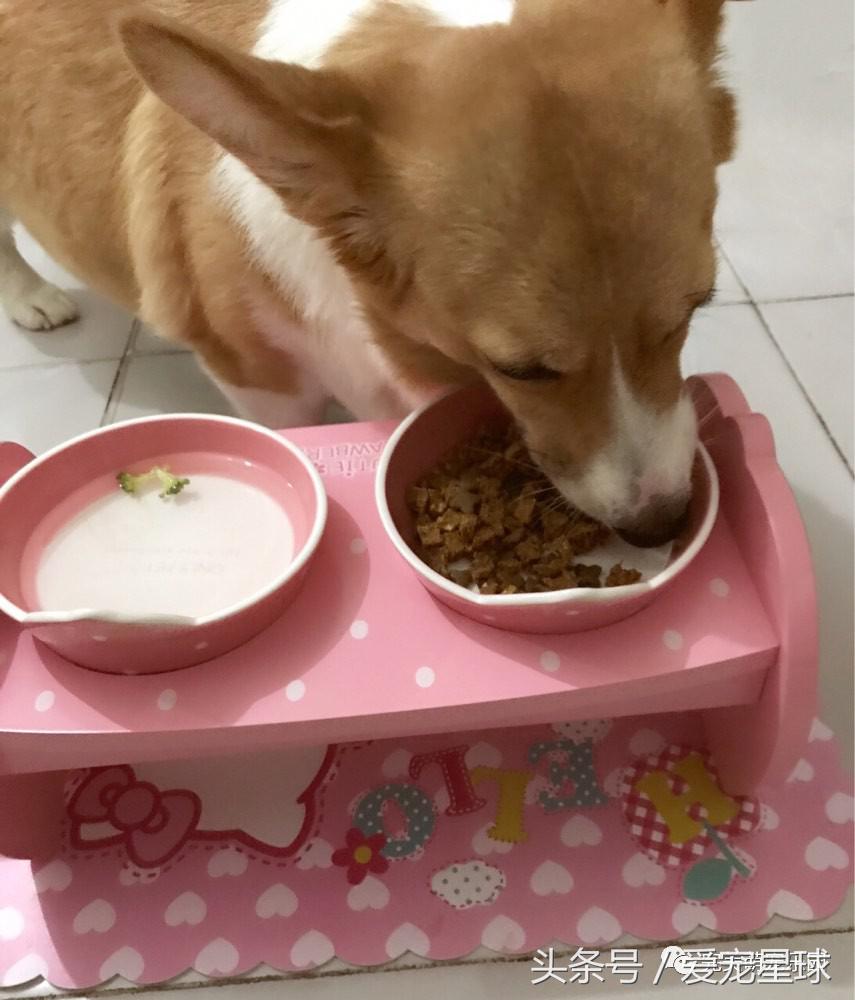 幼犬狗粮自制狗粮教程,怎么给狗自制狗粮器