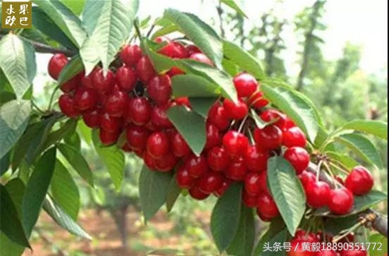 樱桃的季节和品种介绍,樱桃的品种有哪些及介绍