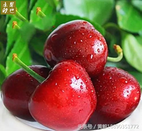 樱桃的季节和品种介绍,樱桃的品种有哪些及介绍