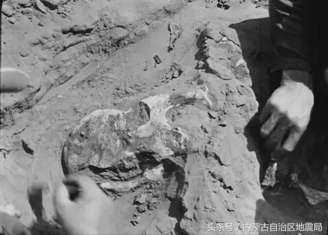 洗干净的恐龙,不可驯服的恐龙