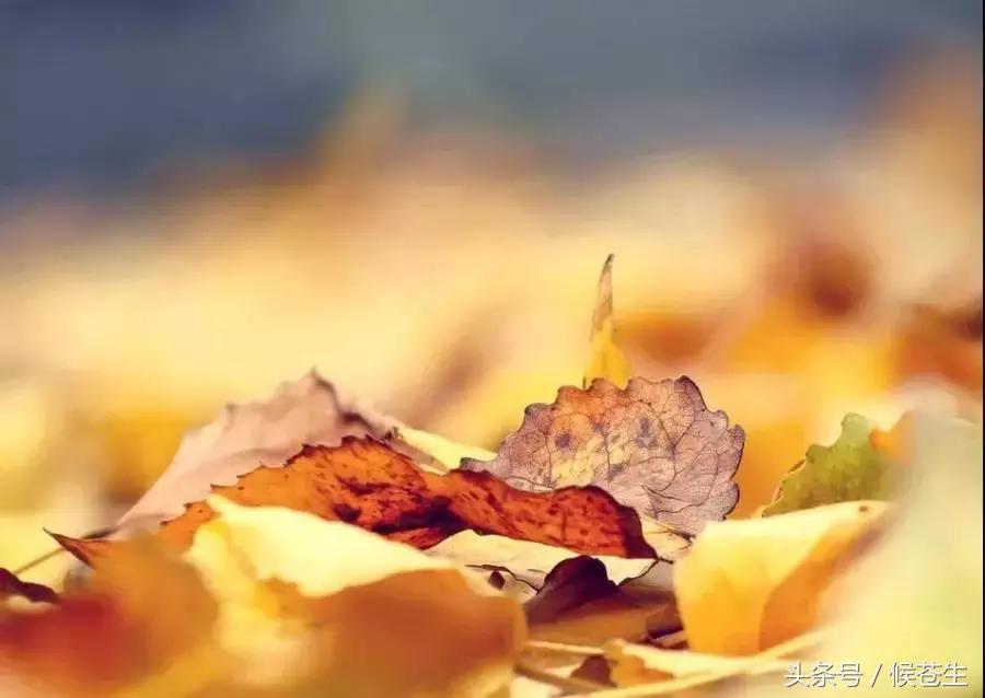 古代诗歌的体裁和题材笔记,七大诗歌体裁及代表作品