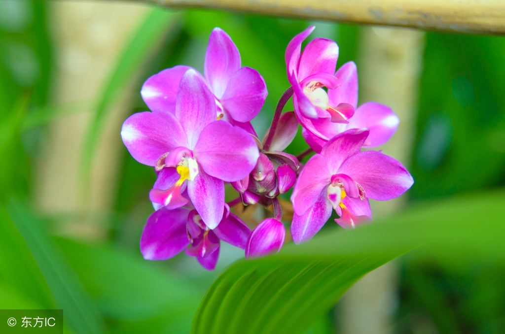 白芨本草新编,每日一学中药薤白