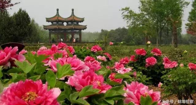 四月的洛阳牡丹盛开的地方,四月洛阳花开满城是花海