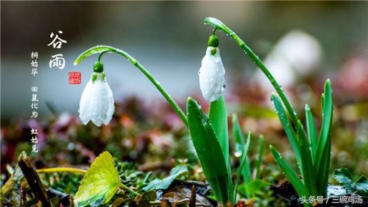 谷雨：春风杨柳絮，天点纷林际，好一番似虚如梦的春景！