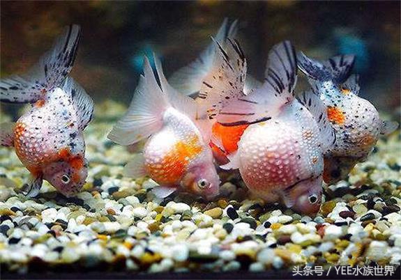 硝化细菌大量死亡的原因,过滤器关闭后多久硝化细菌死亡