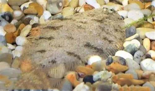 有什么样子奇特的观赏鱼,世界十大奇特的观赏鱼