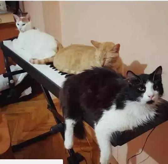 土耳其钢琴师小哥哥，人善心美，收留多只流浪猫而走红