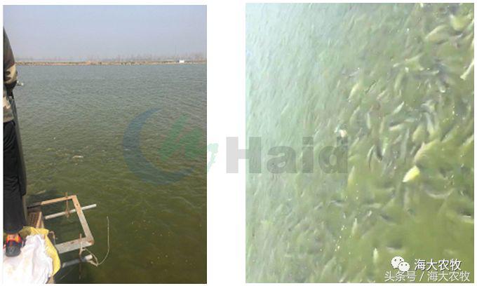 鱼饲料投喂的正确方法,鱼肠道膜薄怎么引起的