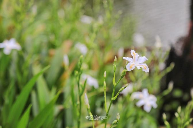 踏春去哪儿,沐川竹海好玩的地方有哪些