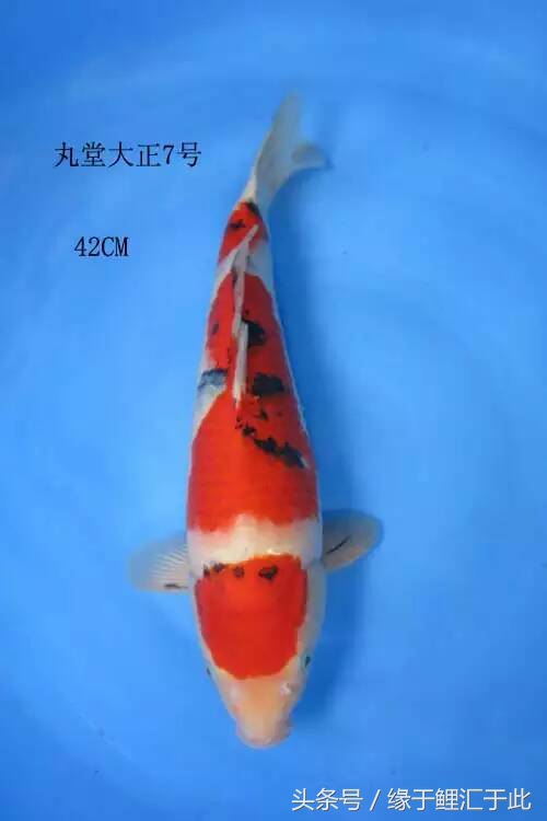 锦鲤水中亚硝酸盐标准,亚硝酸盐过多会导致锦鲤烂身吗