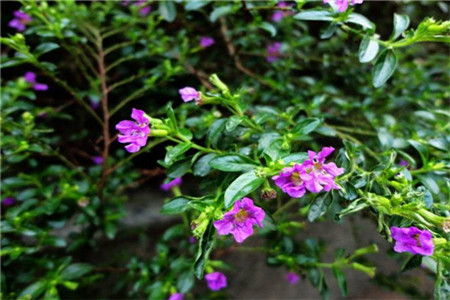 雪茄花的养护注意事项,细叶雪茄花如何繁殖