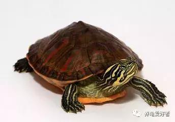 龟断尾后怎么处理,龟断尾和磨损的区别