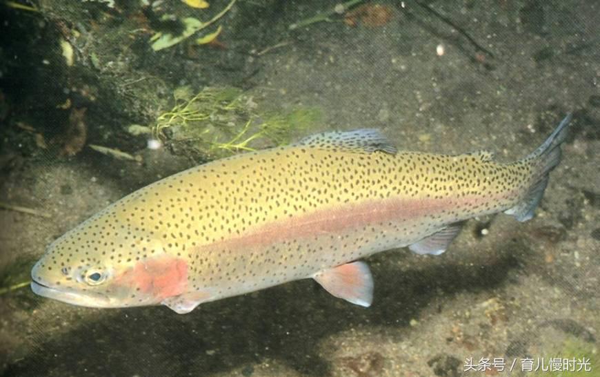 脑部发育迟缓孩子吃dha好吗,孕妇补充DHA的同时需要核桃油吗