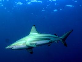 海边游玩鲨鱼,海边游玩注意事项