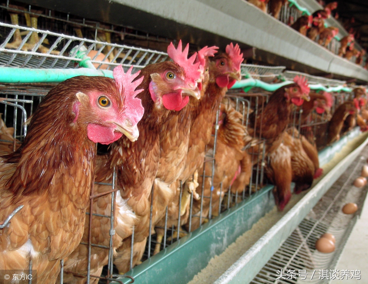 蛋鸡养鸡技术知识大全,手把手教你养鸡技术视频