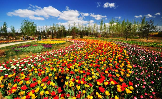 北京国际鲜花港五一开门吗,北京国际鲜花港老年人门票价格