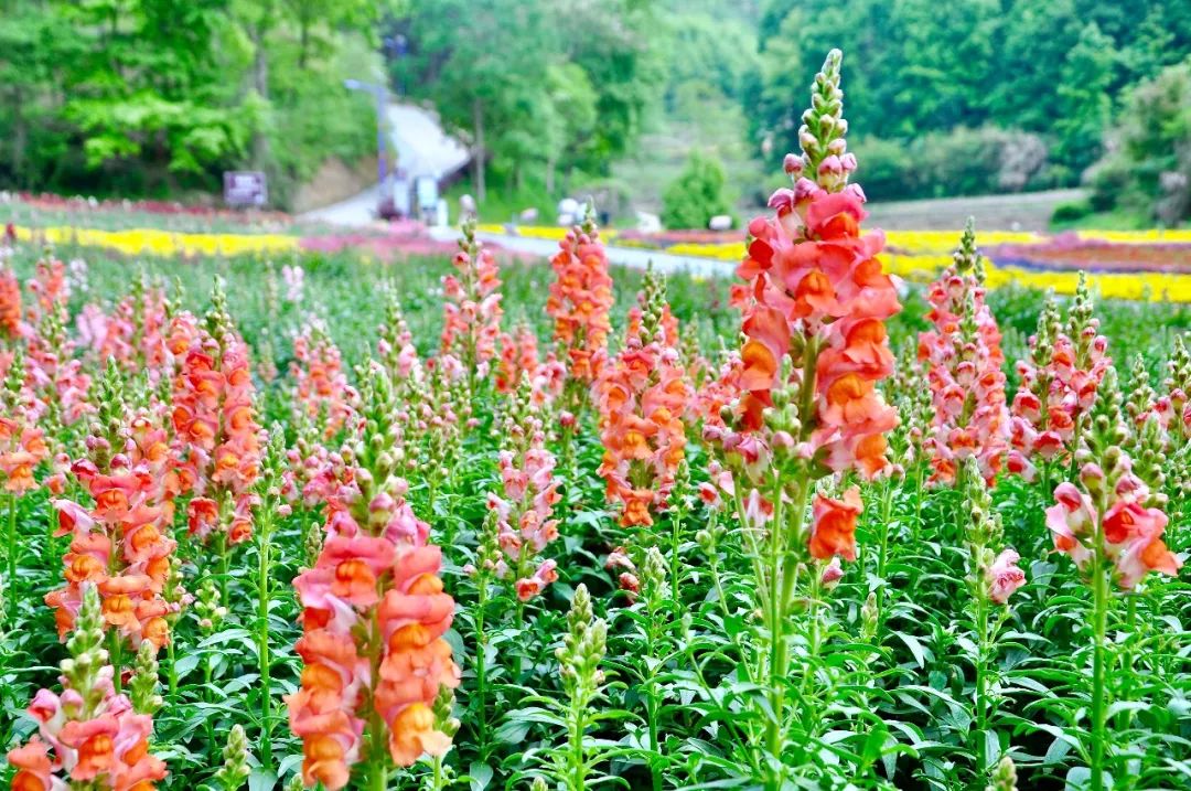 黄冈旅游一日游 (武汉黄冈景区有哪些景点)