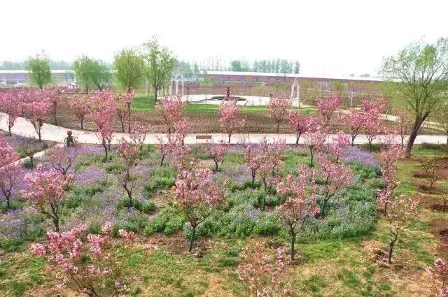 四月飘雪缘是樱，蓝调庄园晚樱盛景正当时！