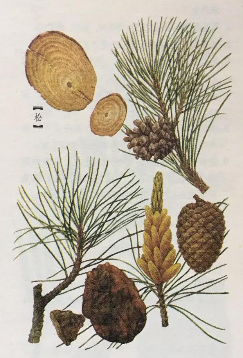 什么是药墨,药墨是什么剂型