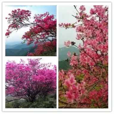 罗田有什么花,常见的野生观赏花有哪些