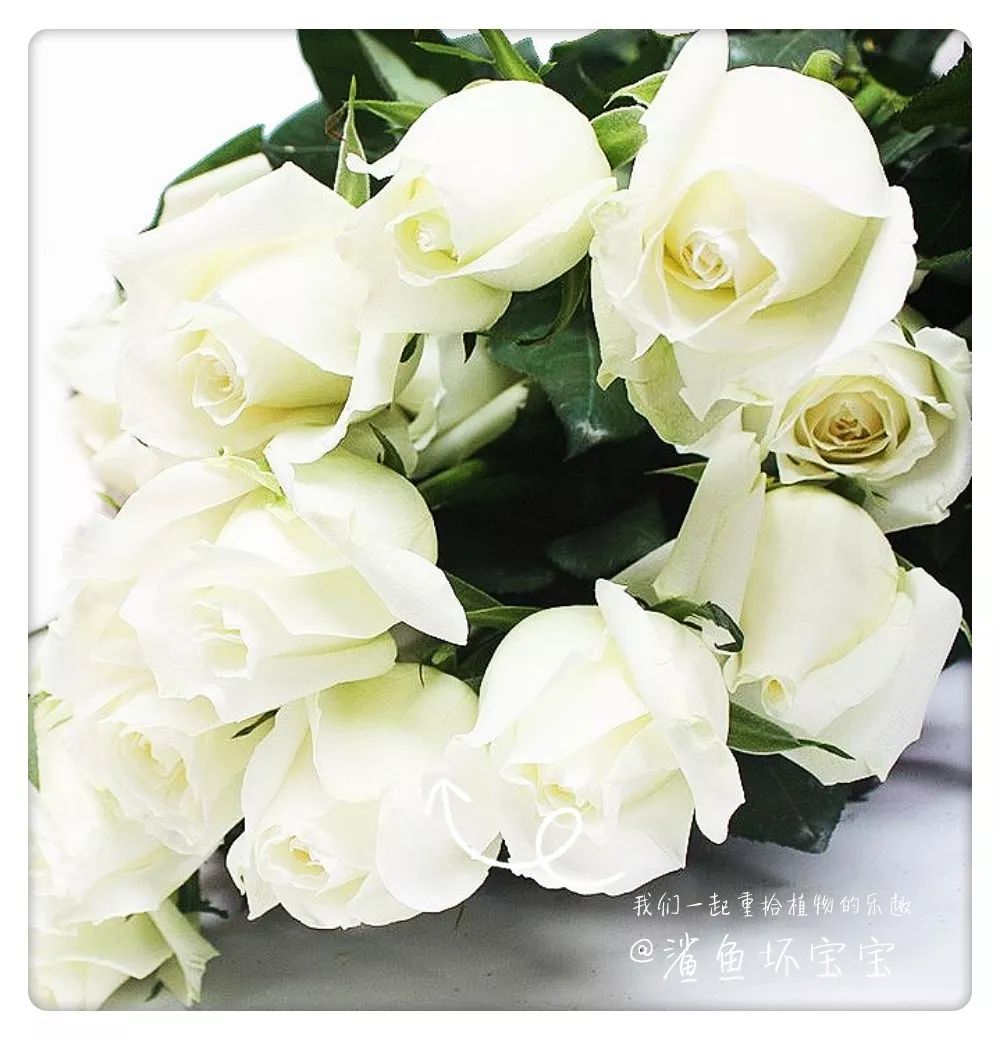 植物世界已发现了多少种植物,植物世界奇花异草