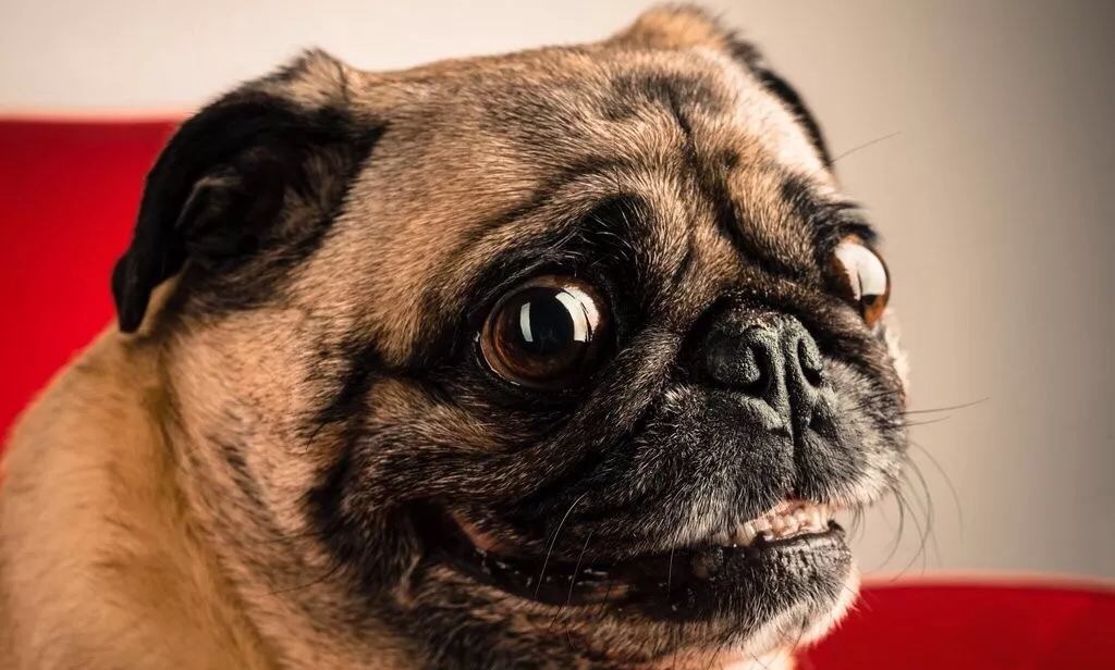 短鼻子狗狗容易倒吸气吗,狗狗扁鼻圆鼻区分