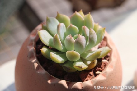 粉蔓群生多头多肉植物,多肉粉蔓的养殖方法和注意事项