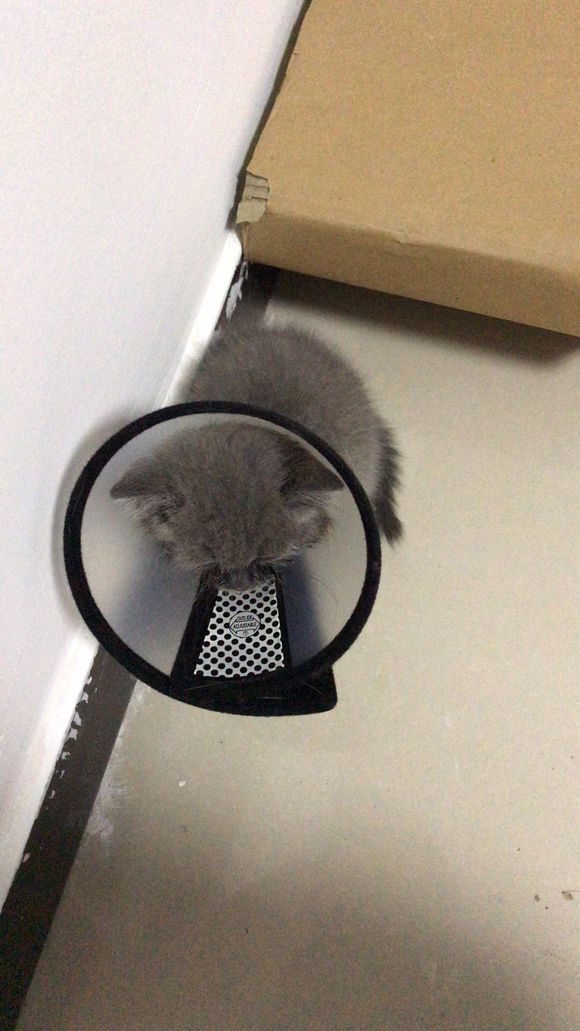 猫咪生病没钱治疗可以丢掉吗,猫咪生病没有钱治该不该扔