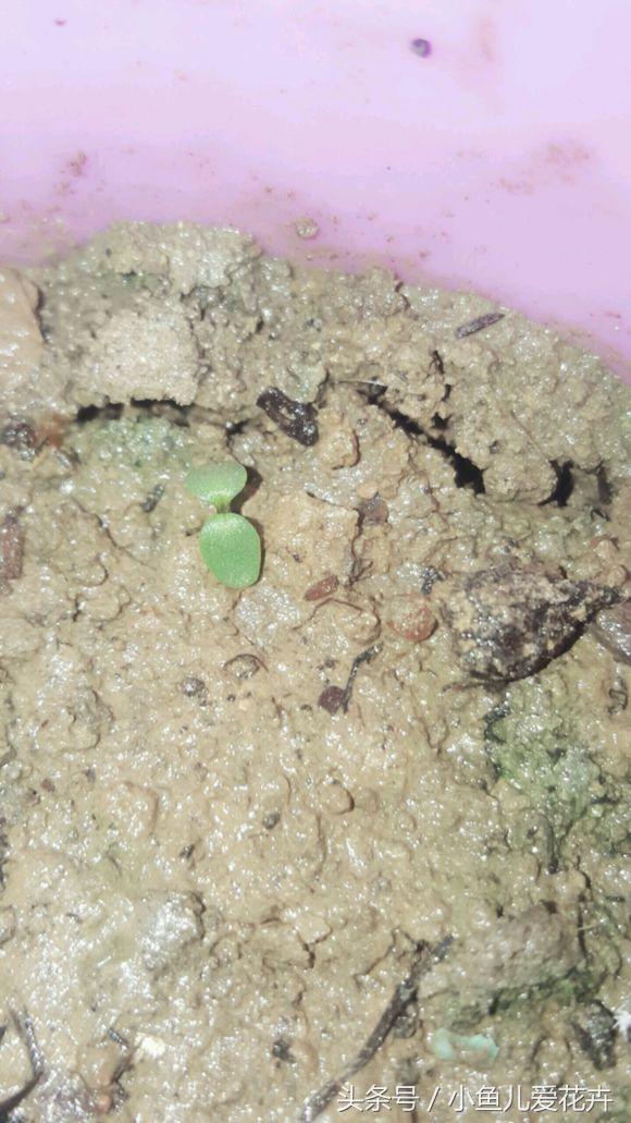 花农教你种月季,花农养花秘诀