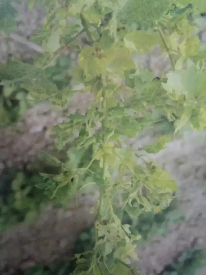 马蹄葡萄病虫害防治图谱,葡萄叶片病害数据集