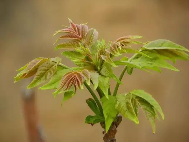 庭院风水知识100条,庭院风水知识