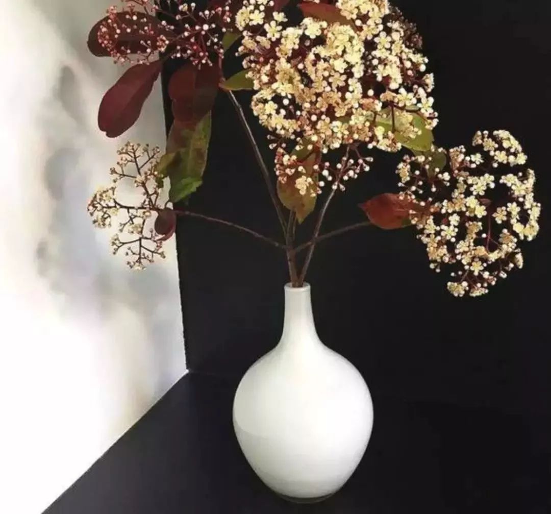 大学校园里面的石楠花,复旦石楠花