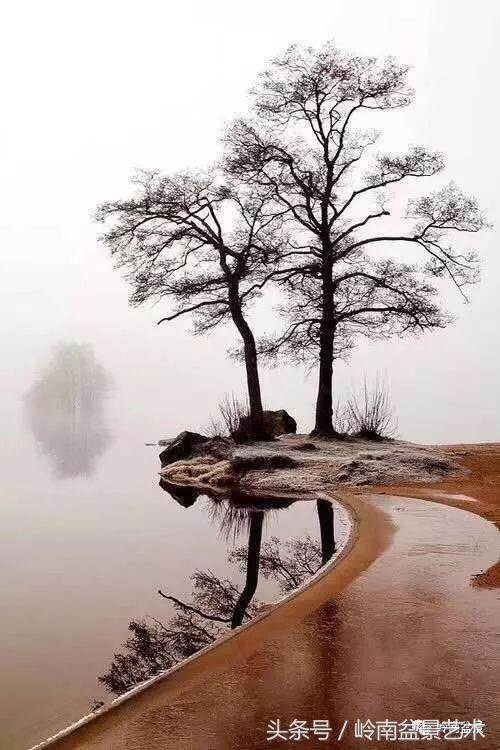 双杆罗汉松树盆景造型,双斜杆盆景