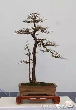 双杆罗汉松树盆景造型,双斜杆盆景