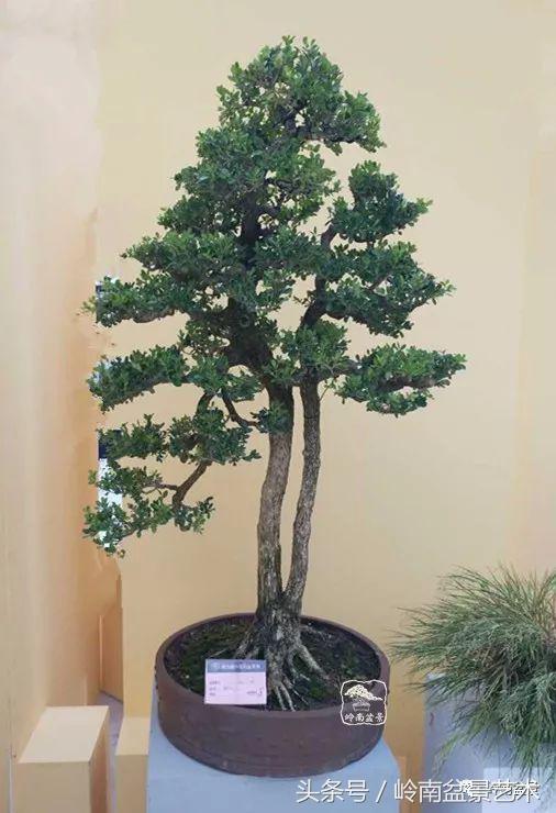 双杆罗汉松树盆景造型,双斜杆盆景