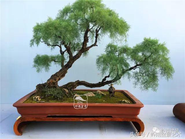 双杆罗汉松树盆景造型,双斜杆盆景