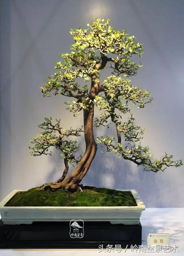 双杆罗汉松树盆景造型,双斜杆盆景