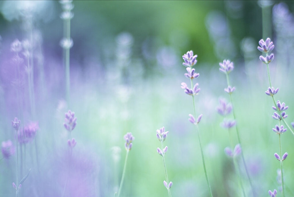 形容春天的美好景象的成语,春天的成语100个简单