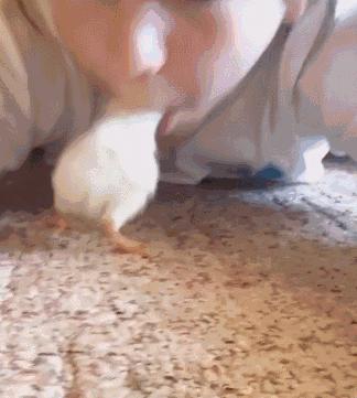 小鸡把女孩当妈妈，直接伸头进女孩嘴里找吃的