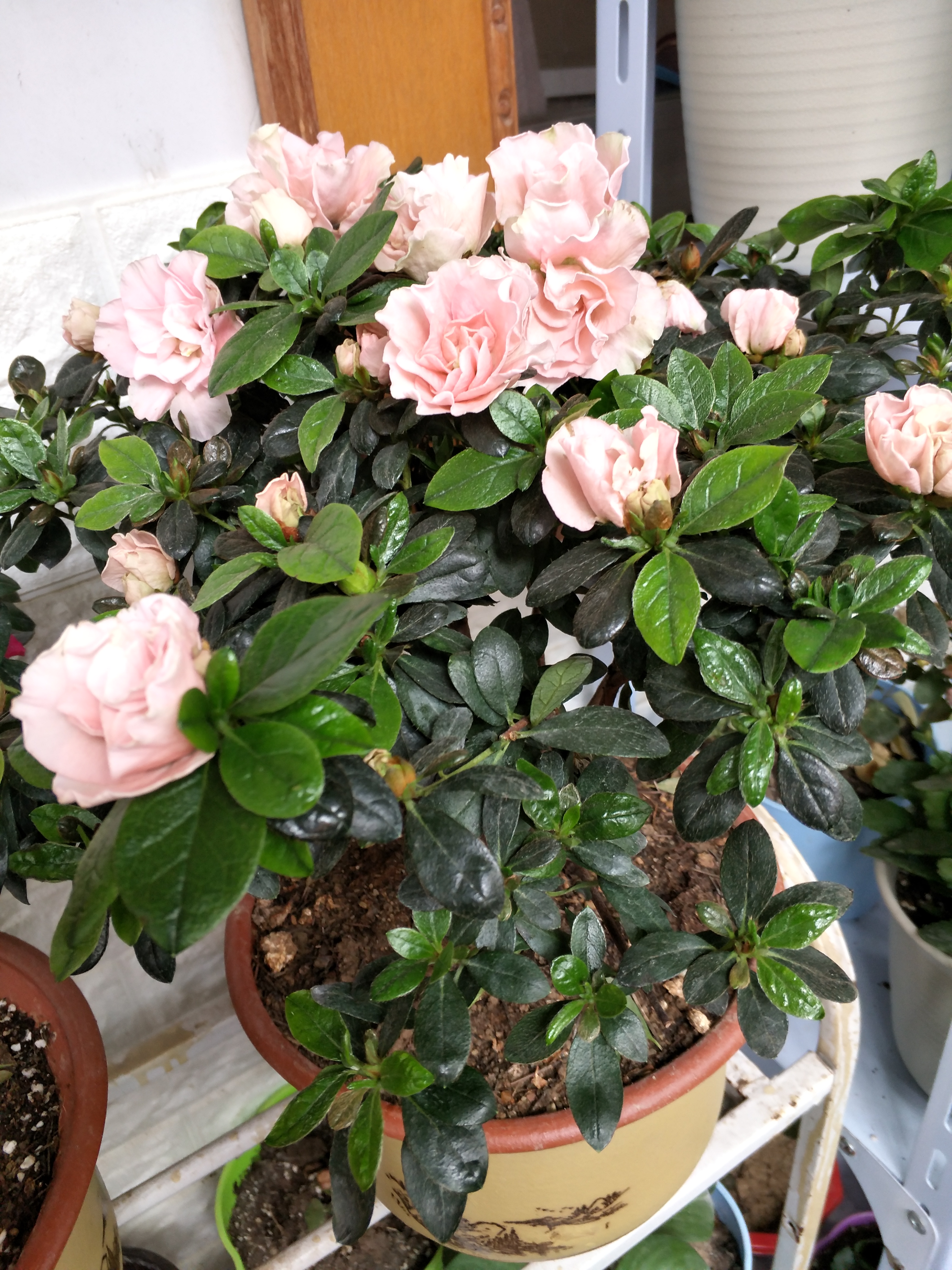 杜鹃花什么虫害会使叶心干枯卷曲,杜鹃花刚长出新叶子卷曲用剪掉吗