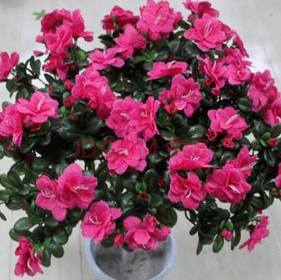 杜鹃花什么虫害会使叶心干枯卷曲,杜鹃花刚长出新叶子卷曲用剪掉吗