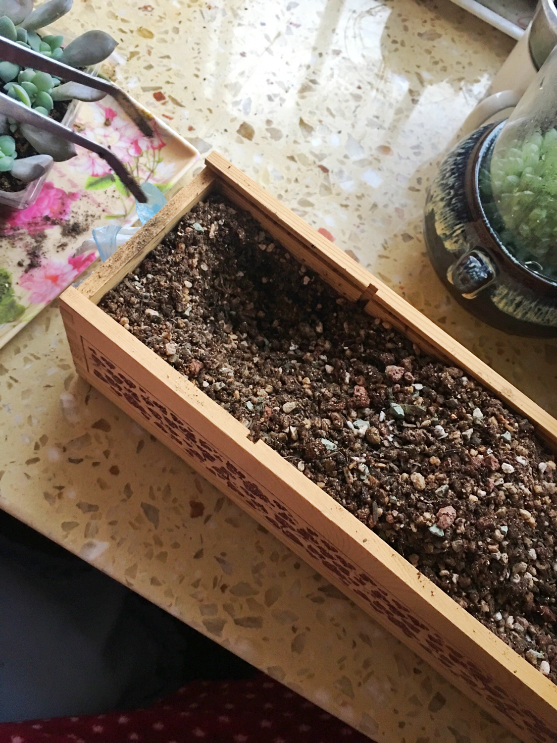 肉肉叶插苗怎么移盆,叶插苗出缀化概率