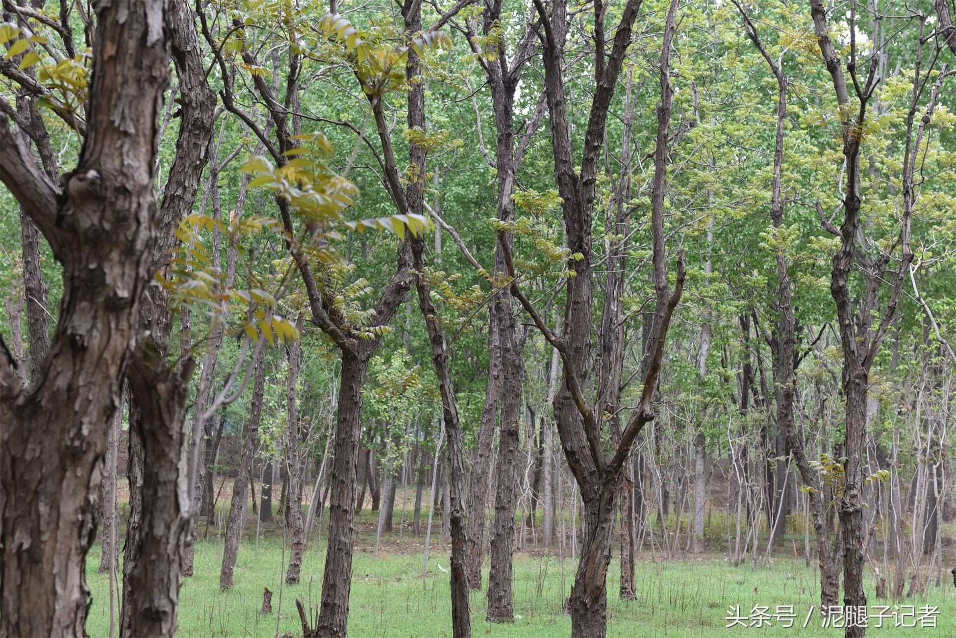 这位农村大哥真能整，用香椿做了一桌子菜，不重样