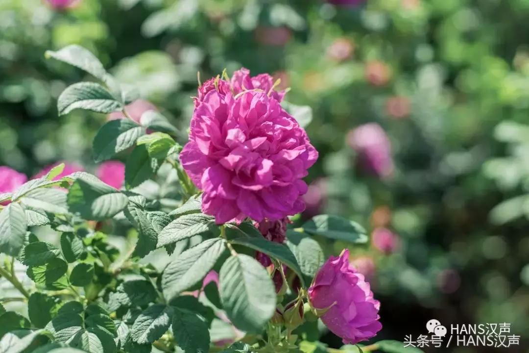 武汉街头藏着桂花香,武汉3800亩玫瑰花园