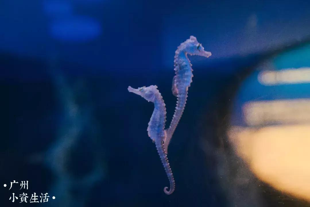 巴南海洋公园一日游攻略 (香港海洋公园游玩攻略)