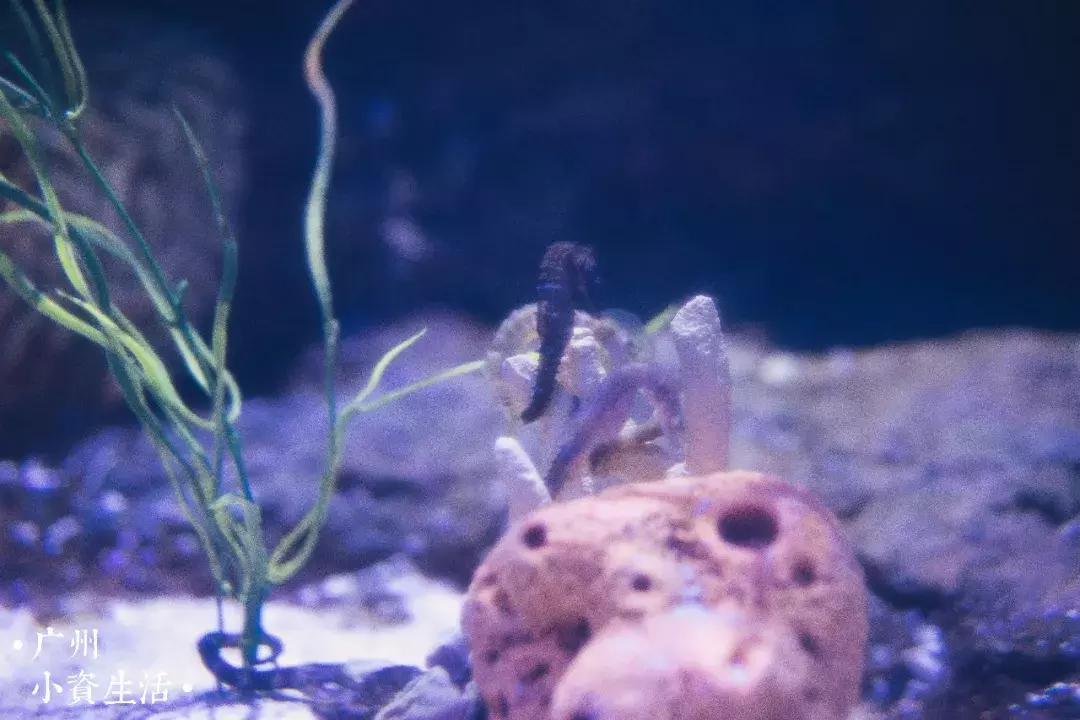 巴南海洋公园一日游攻略 (香港海洋公园游玩攻略)